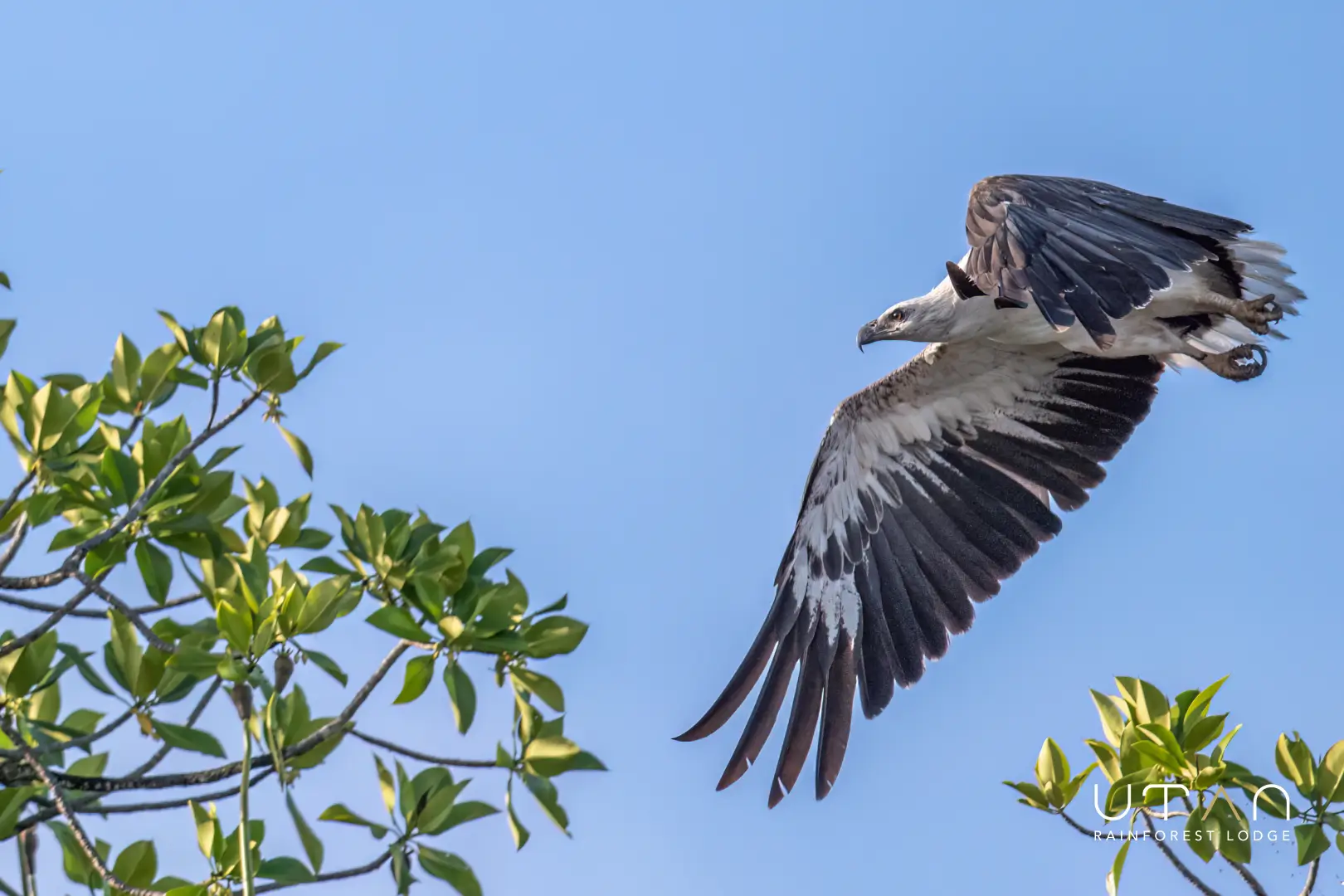 White-bellied sea eagle-1292