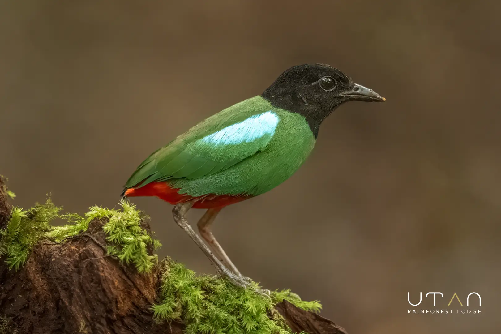 Hooded pitta-1293