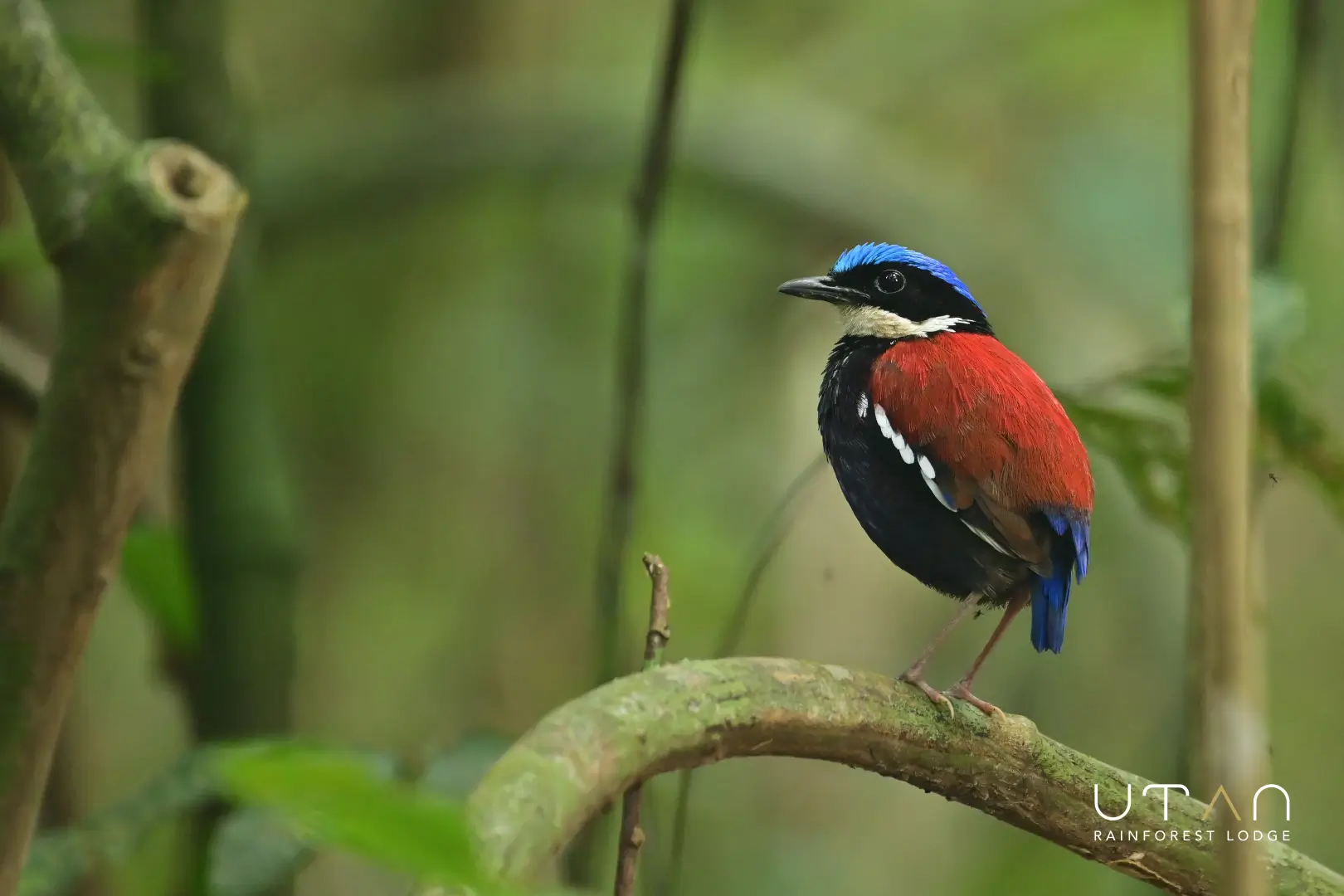 Blue headed pitta-1294