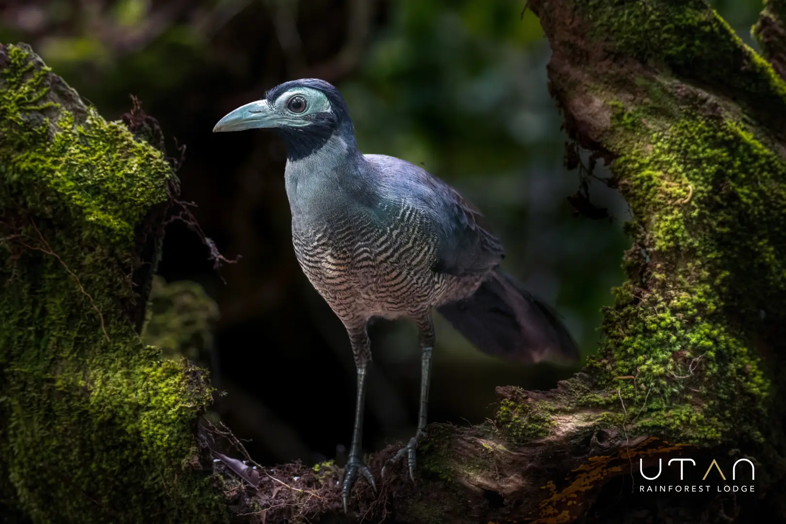 Endemic Bornean Ground Cuckoo-1295