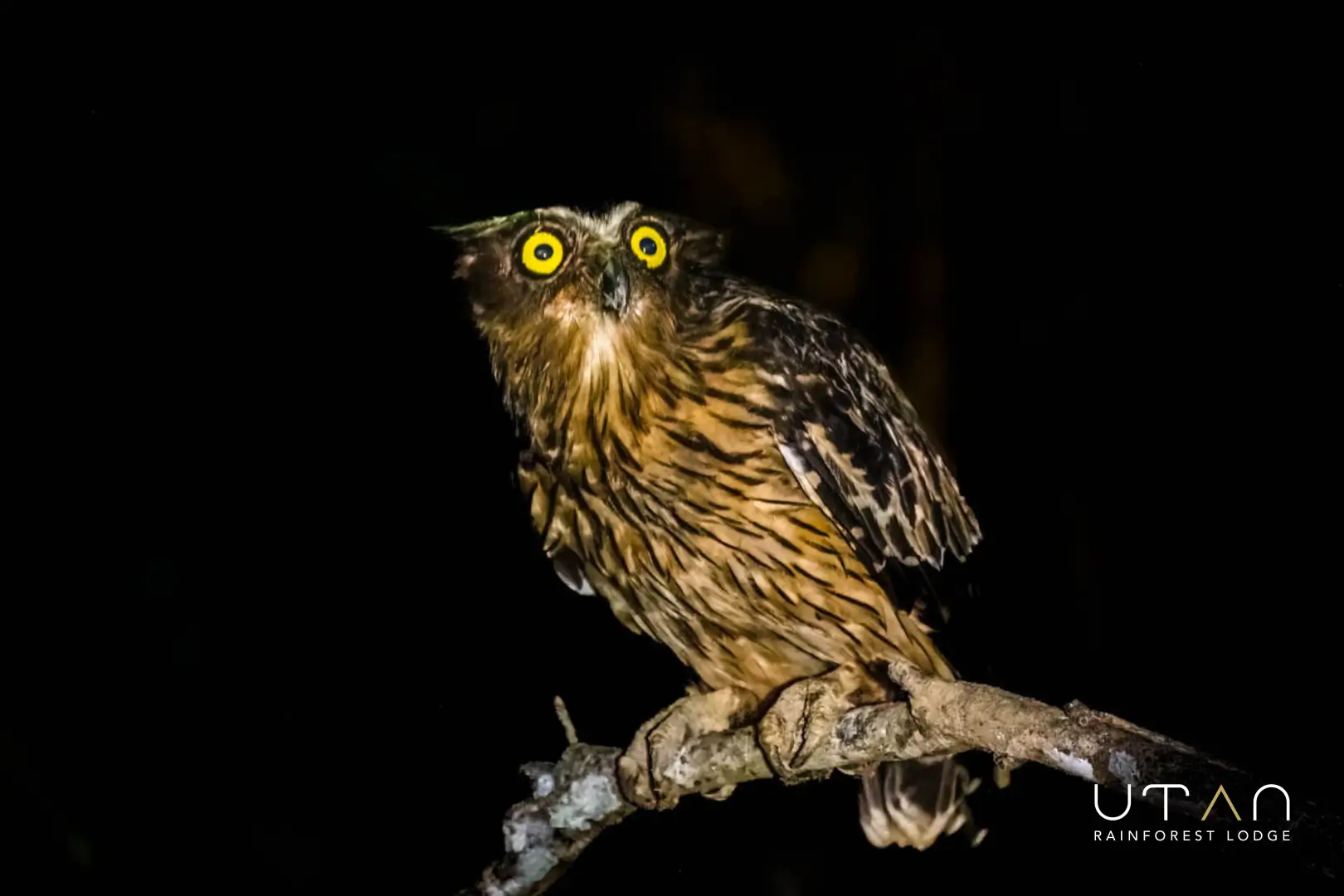 Buffy fish owl-1298