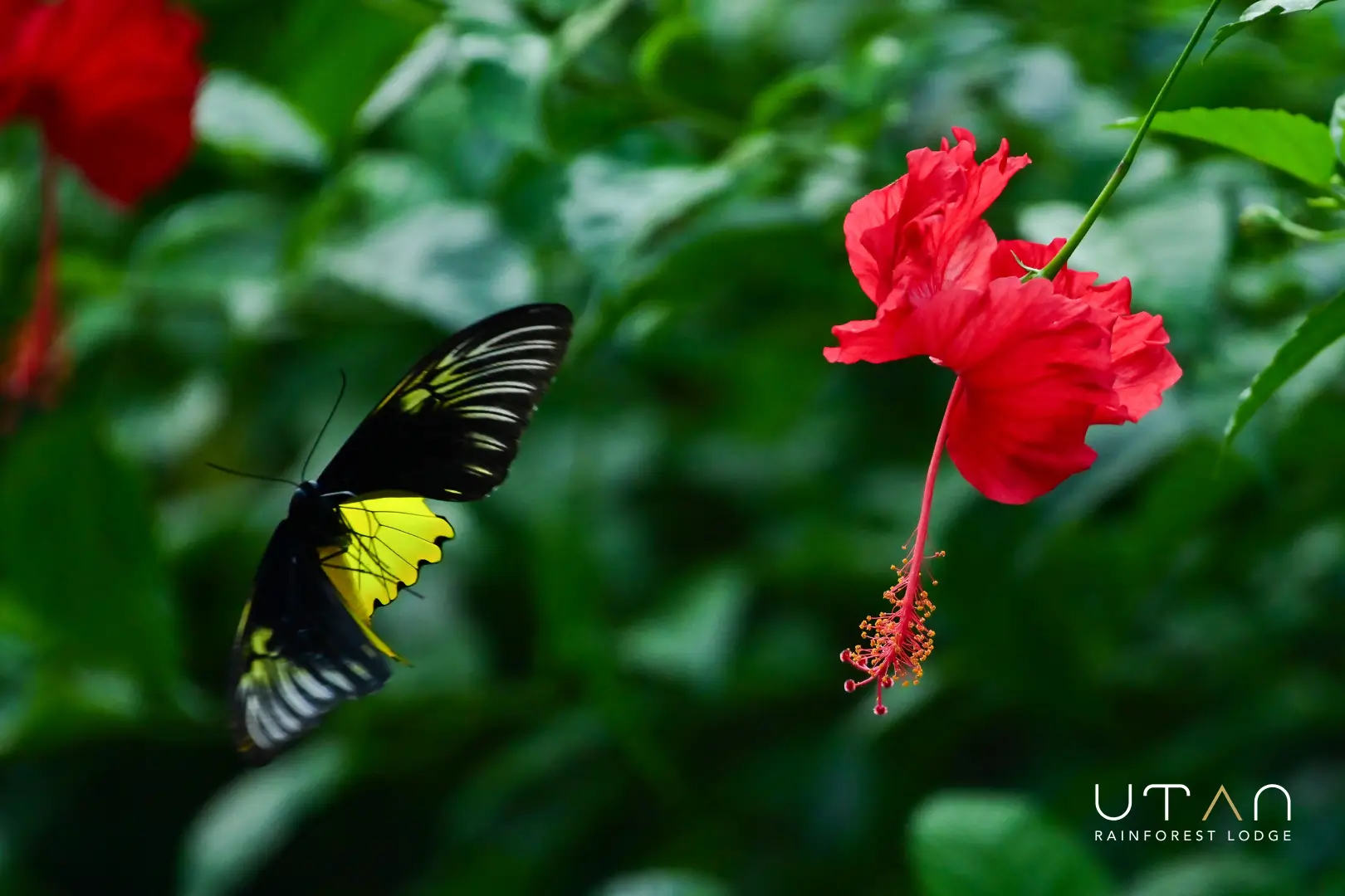 Butterfly & Bunga Raya-1299