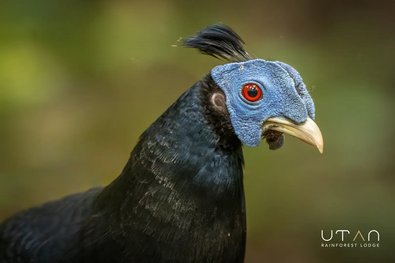 Crested fireback-1300