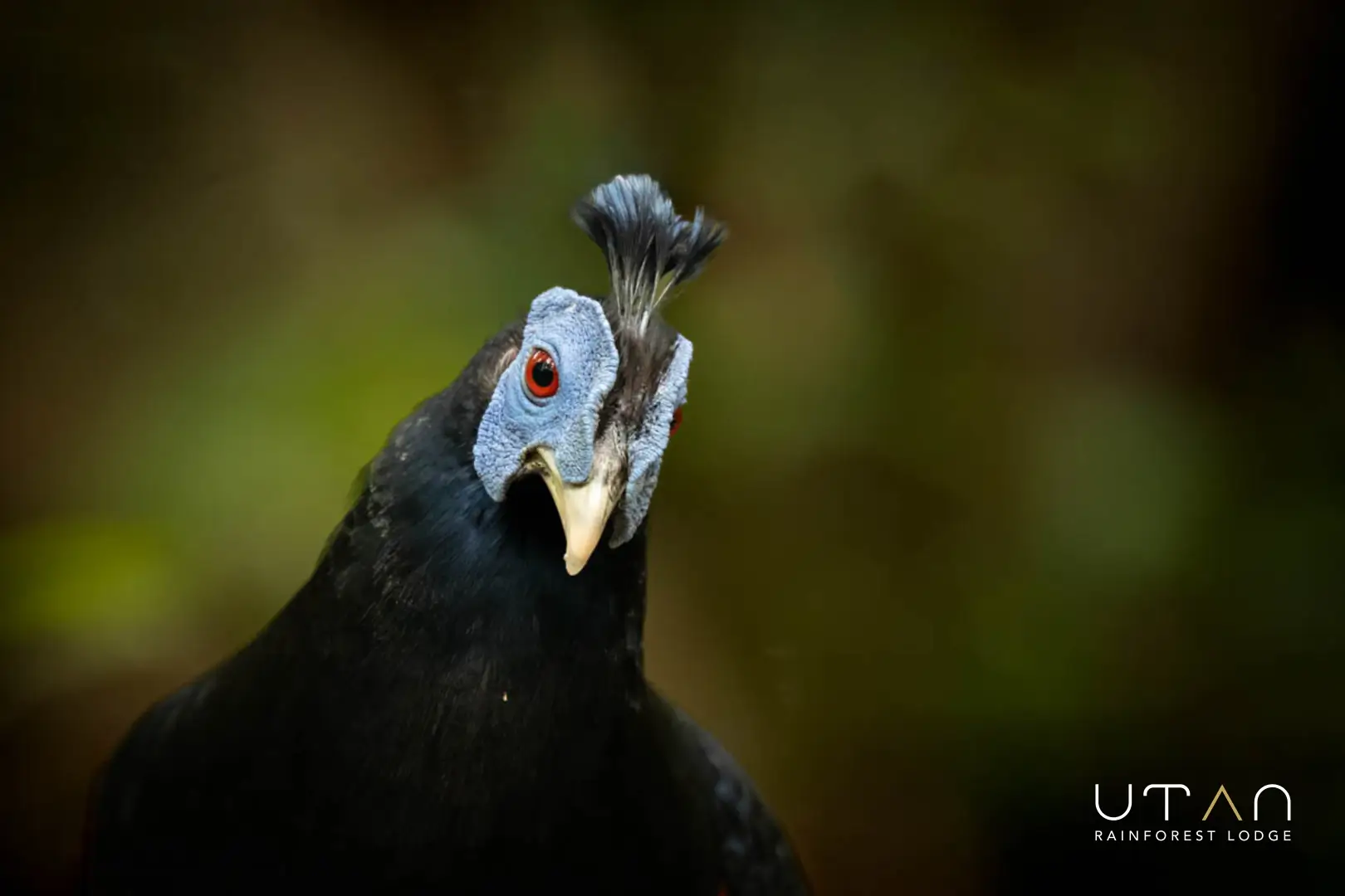 Crested fireback-1301
