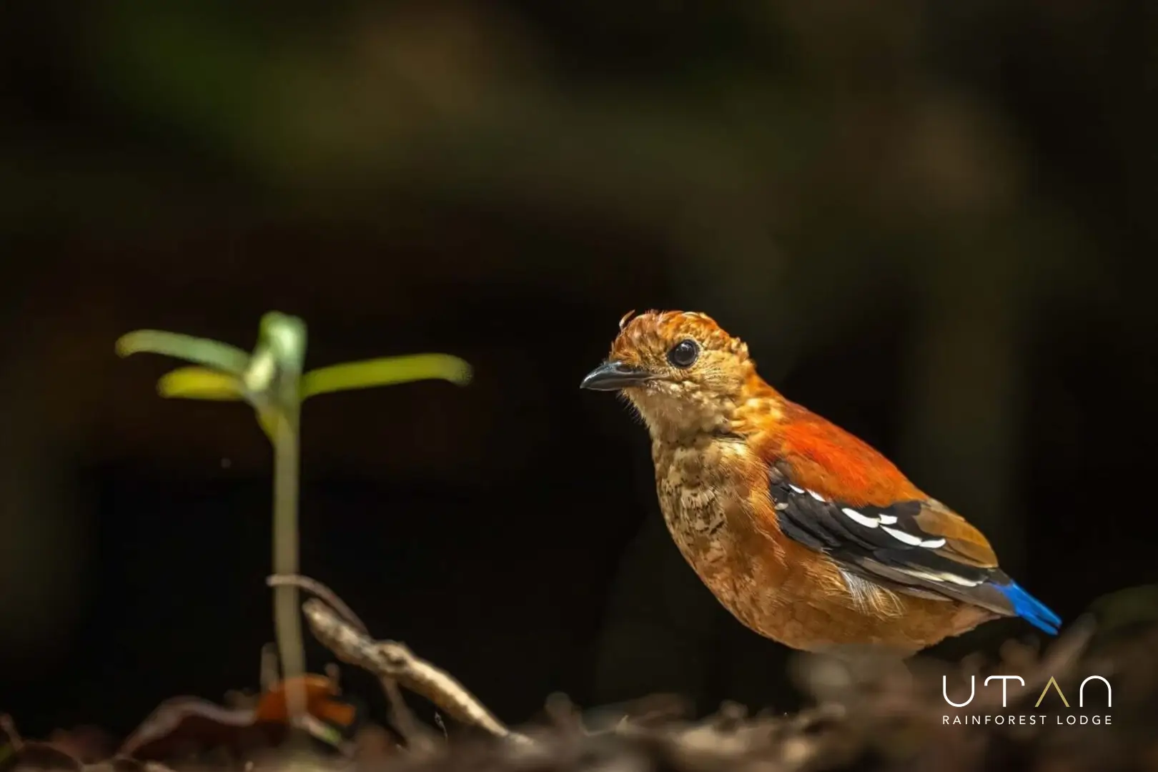 Endemic Female Blue Headed Pitta-1302