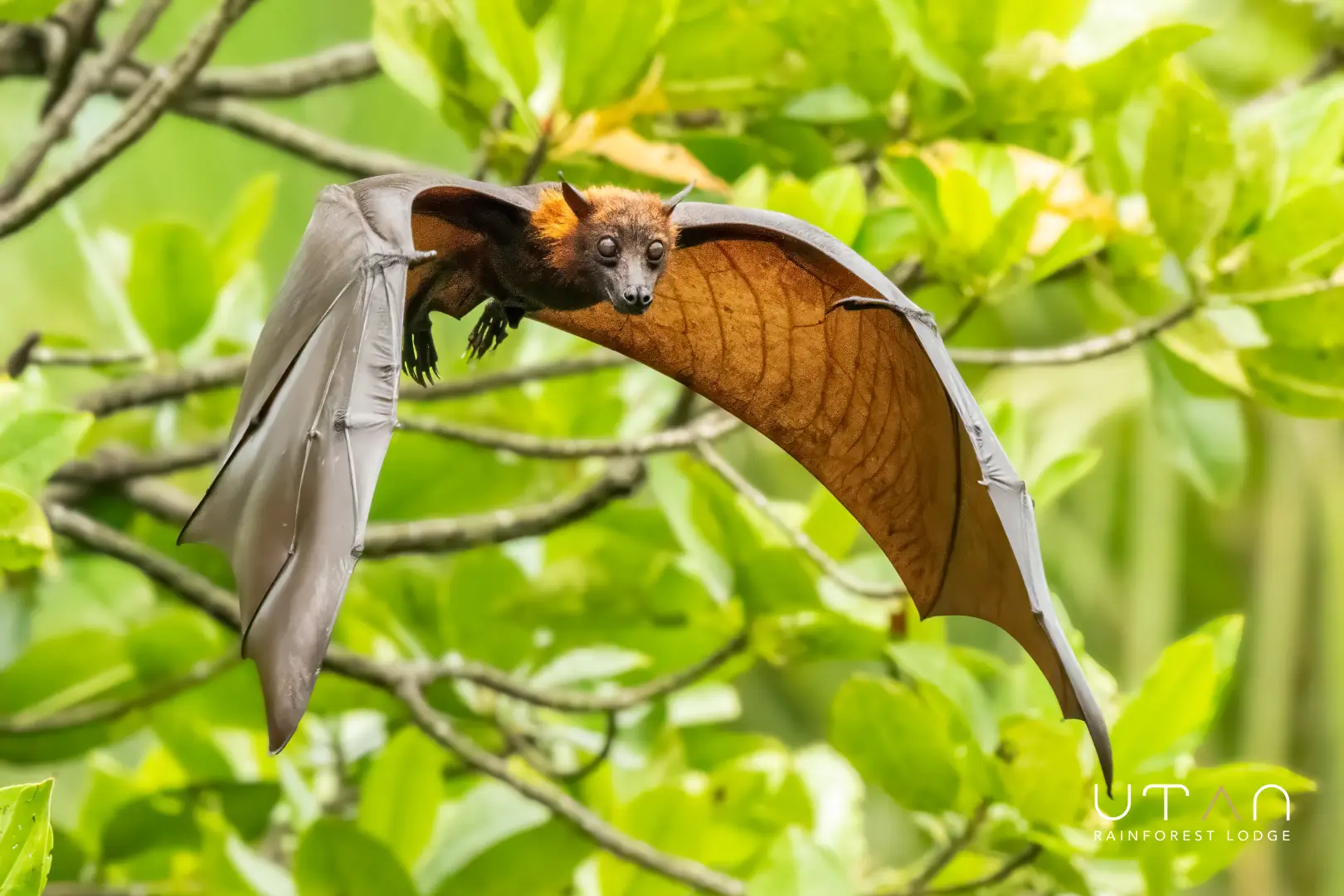 Flying fox-1303