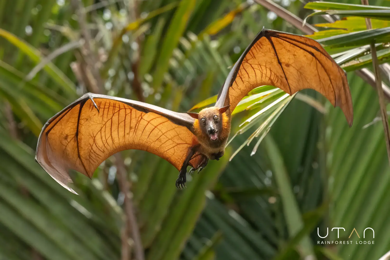 Flying fox-1304