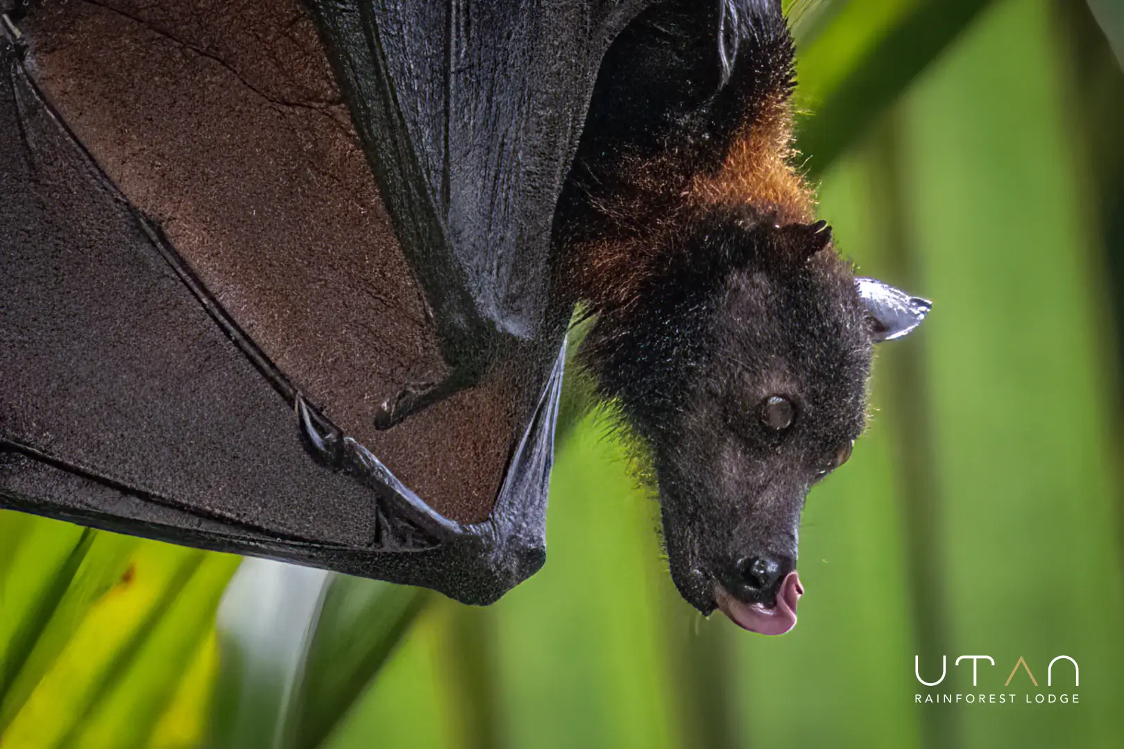 Flying fox-1305