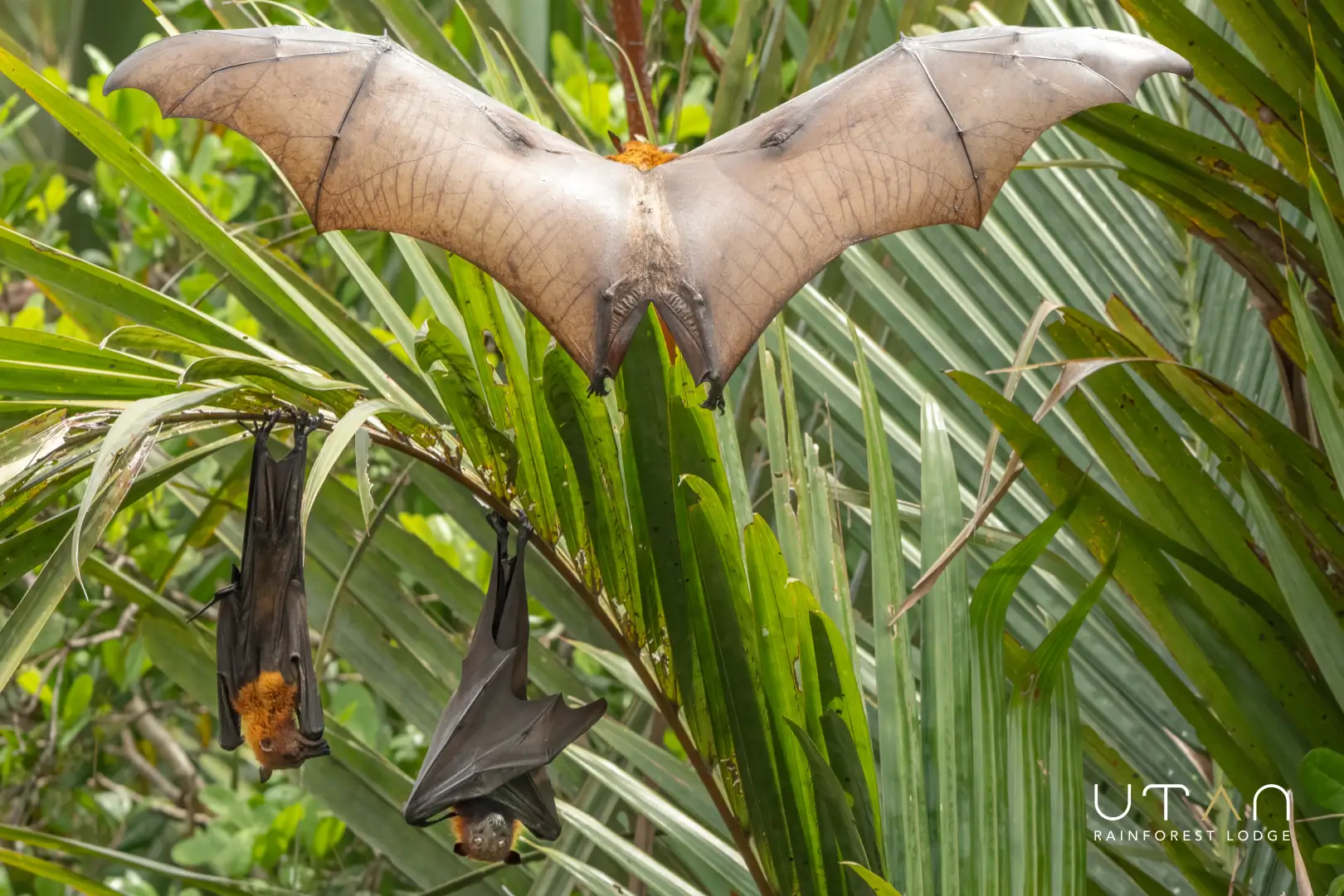 Flying fox-1306