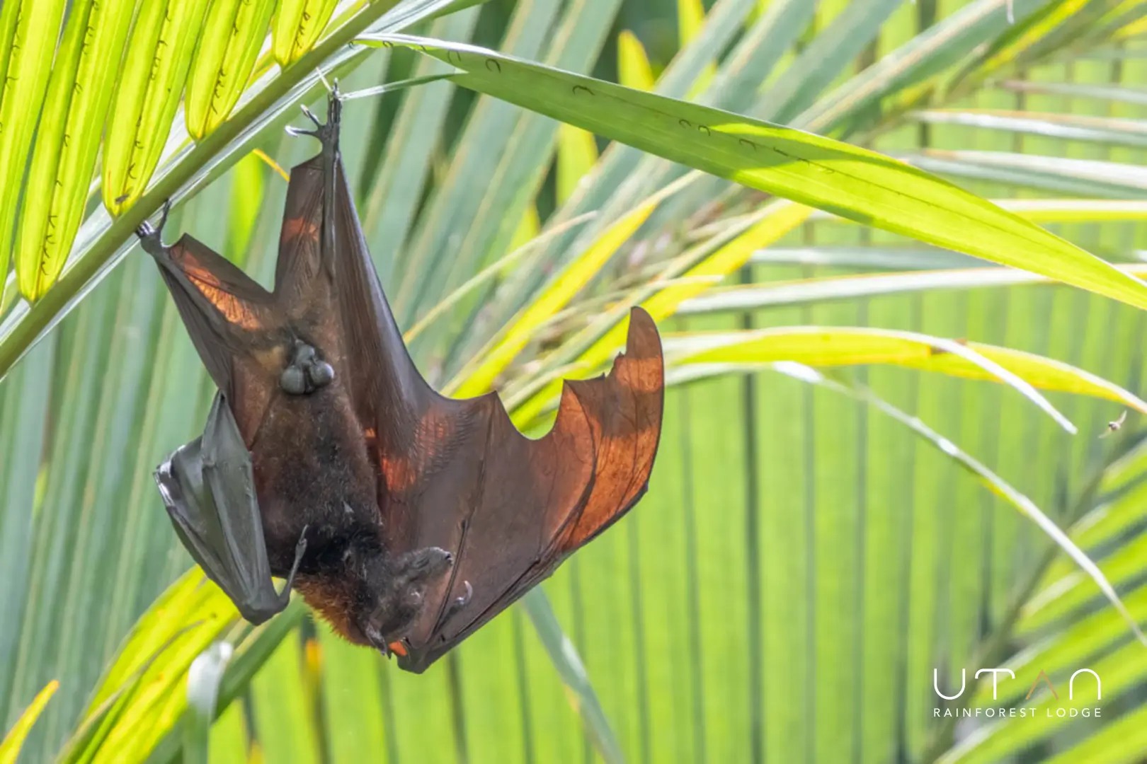 Flying fox-1307