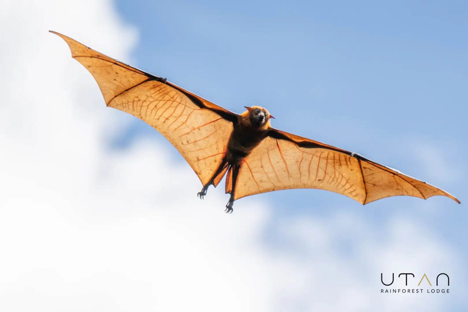 Flying fox-1308