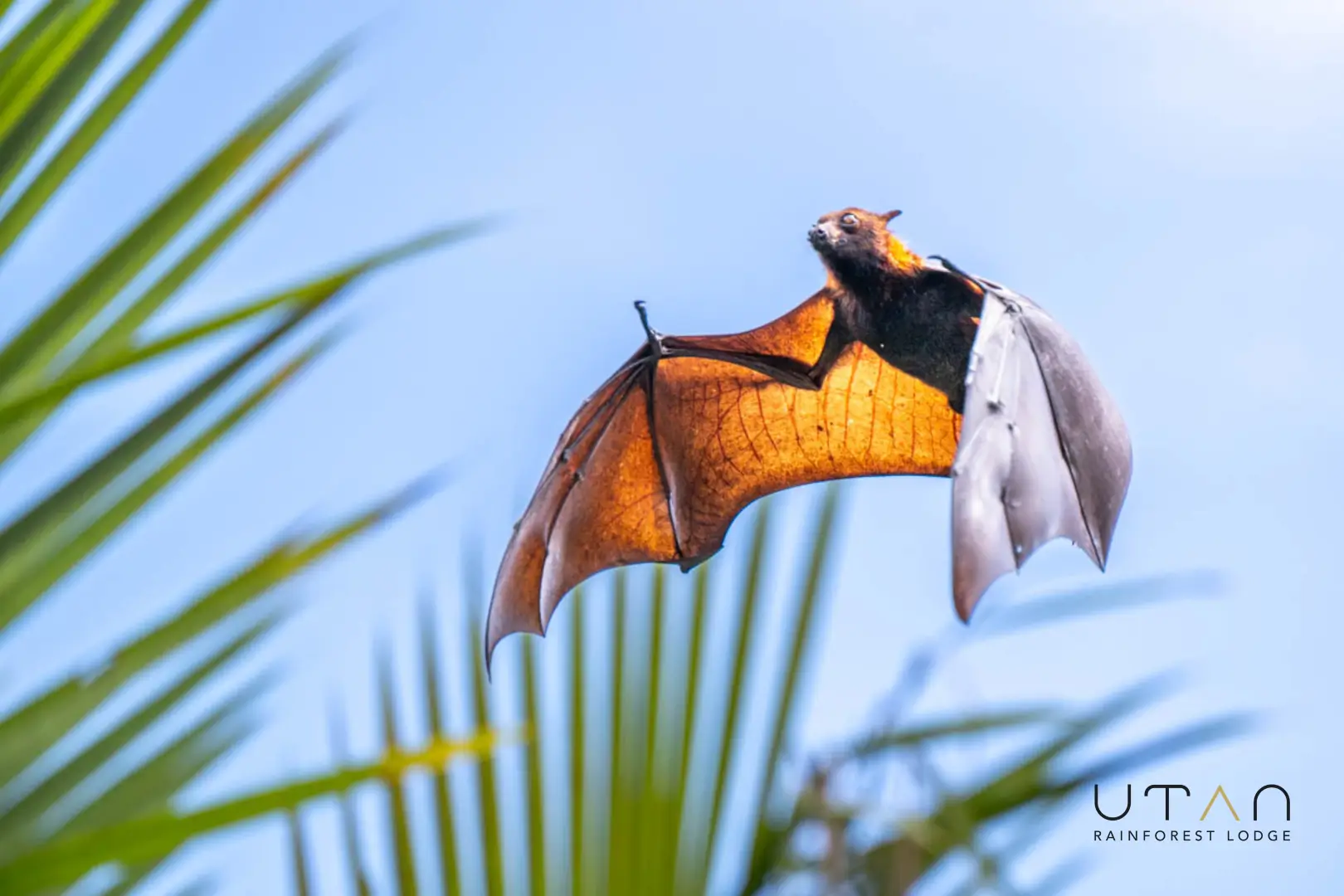 Flying fox-1309