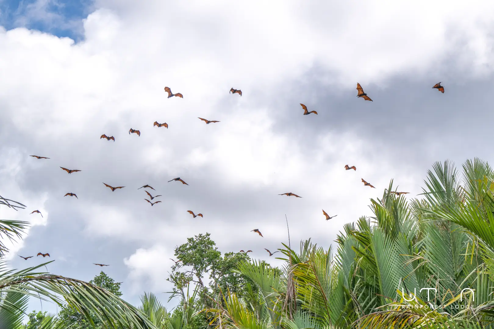 Flying fox-1310