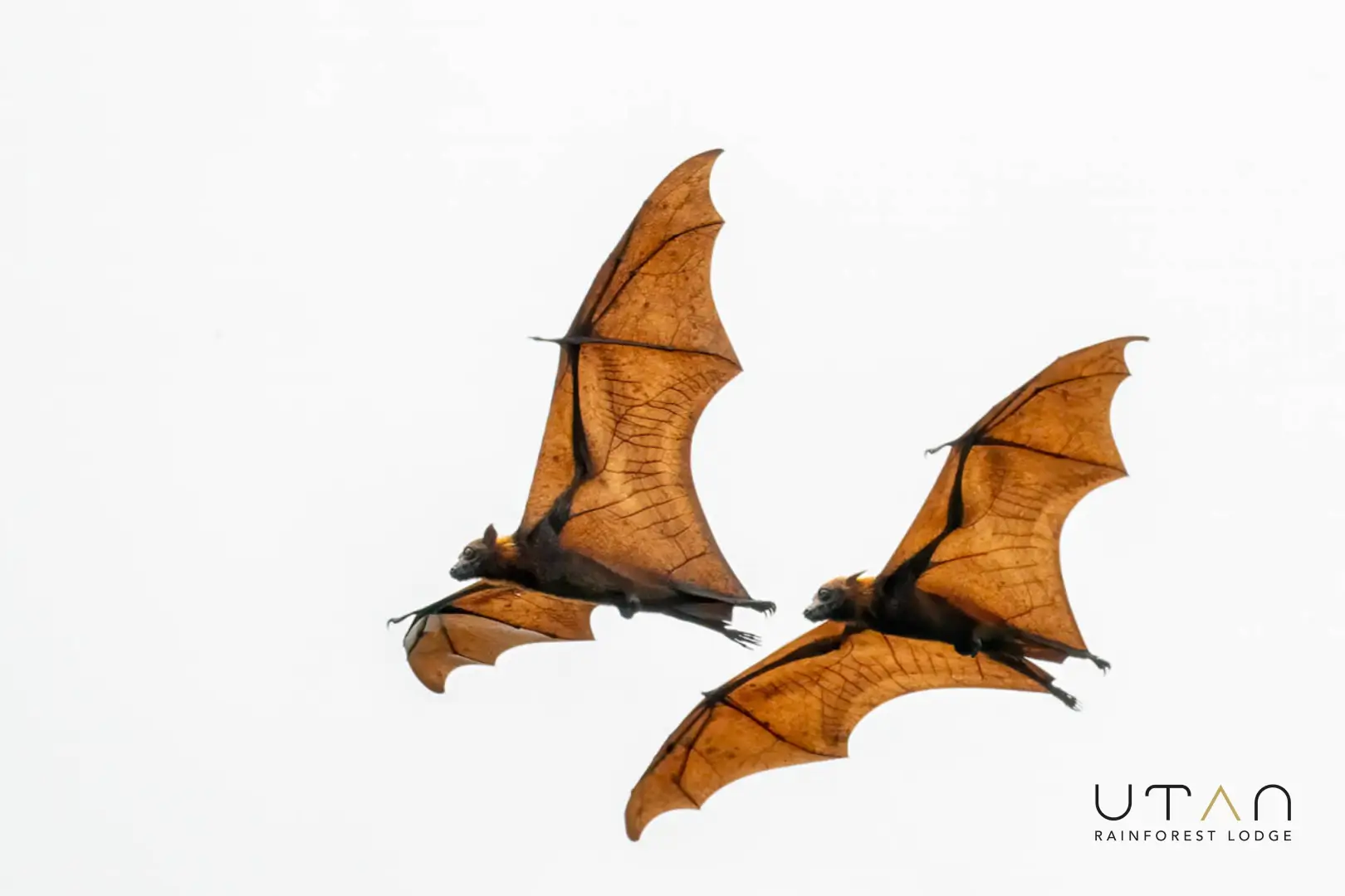 Flying fox-1311