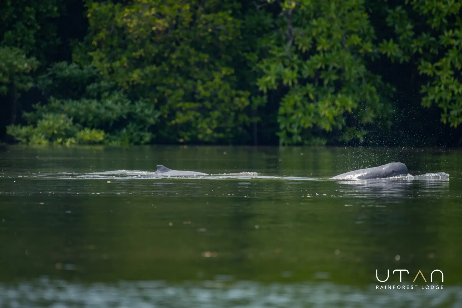 Irrawaddy dolphin-1313