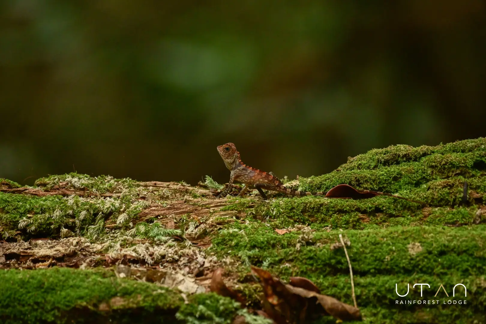 Juvenile bornean anglehead lizard-1314