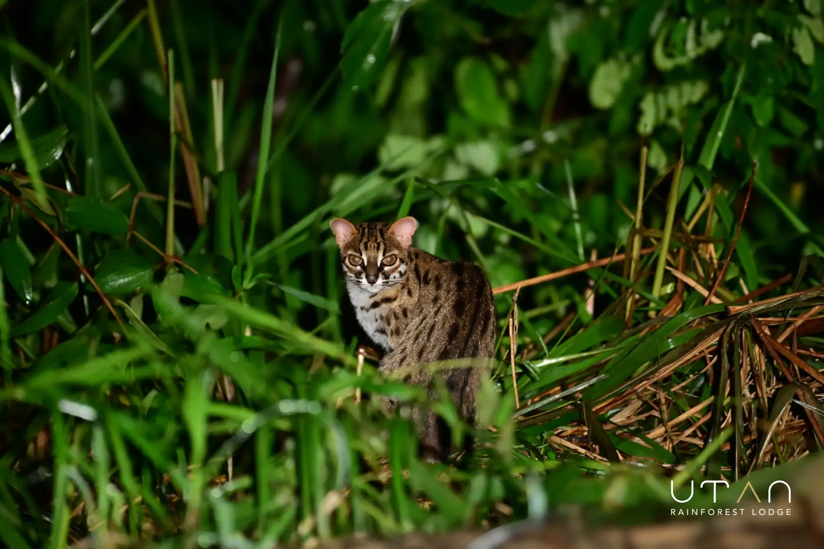 Leopard cat-1315