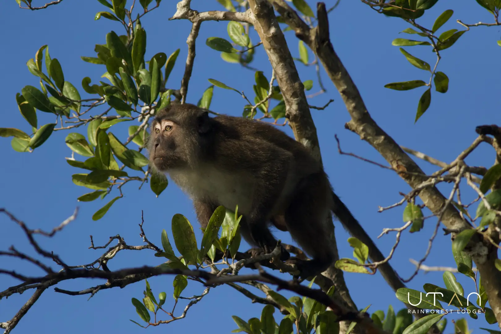 Long tailed macaque-1316