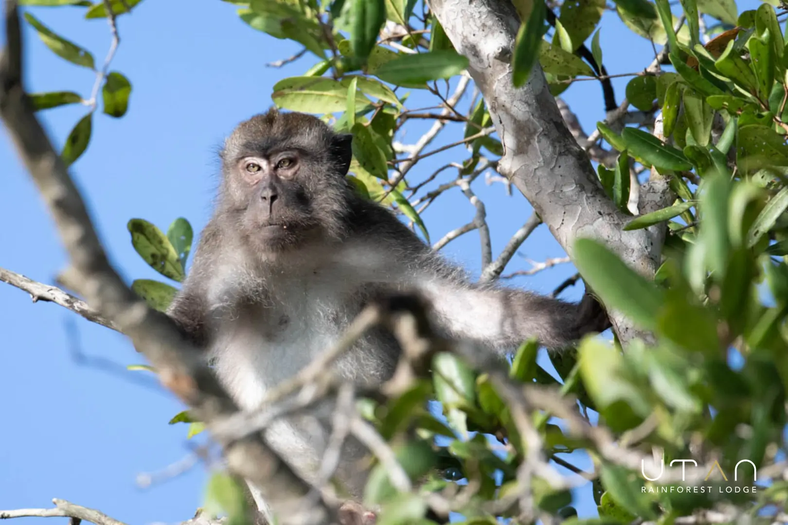 Long tailed macaque-1317