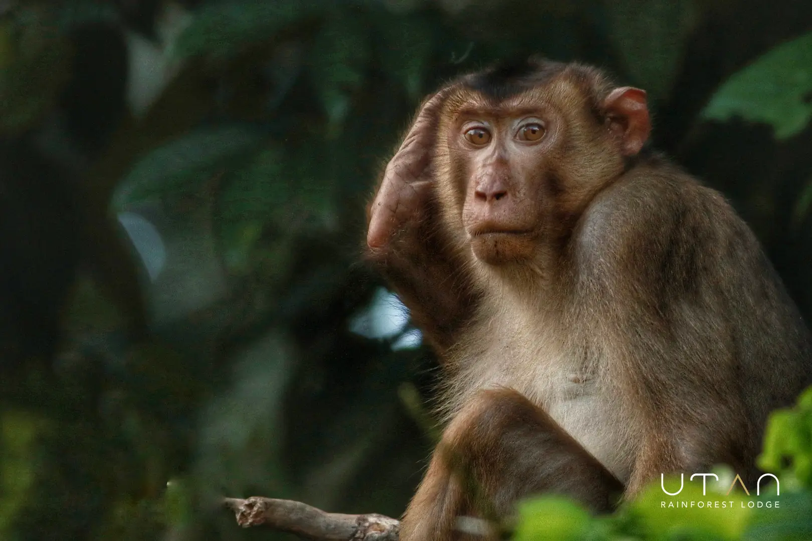 Long tailed macaque-1318