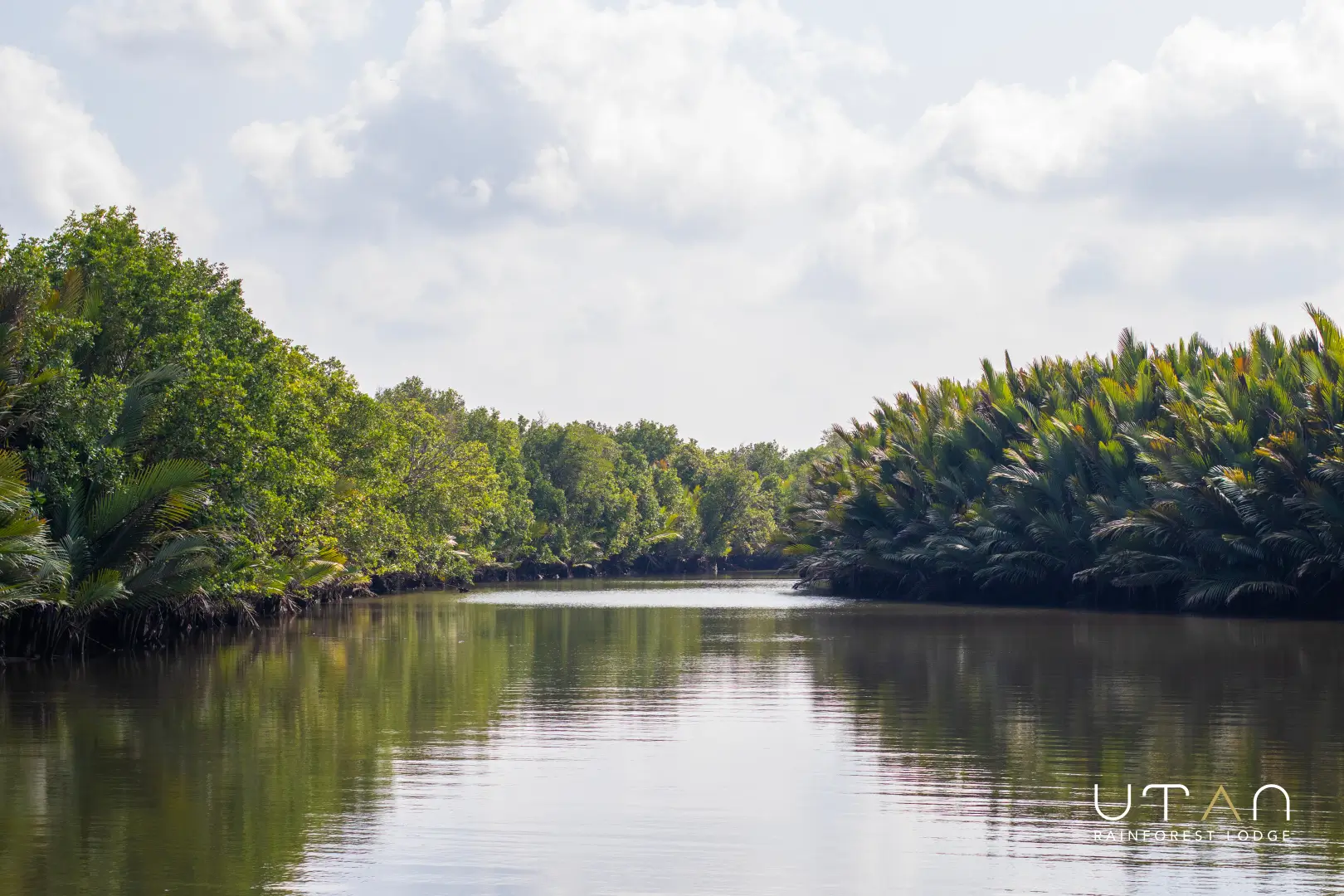 Mangrove-1320