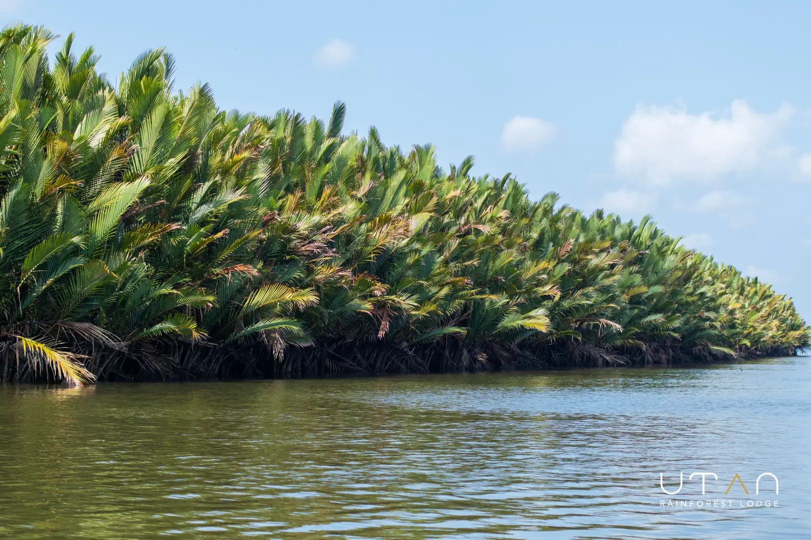 Mangrove-1322