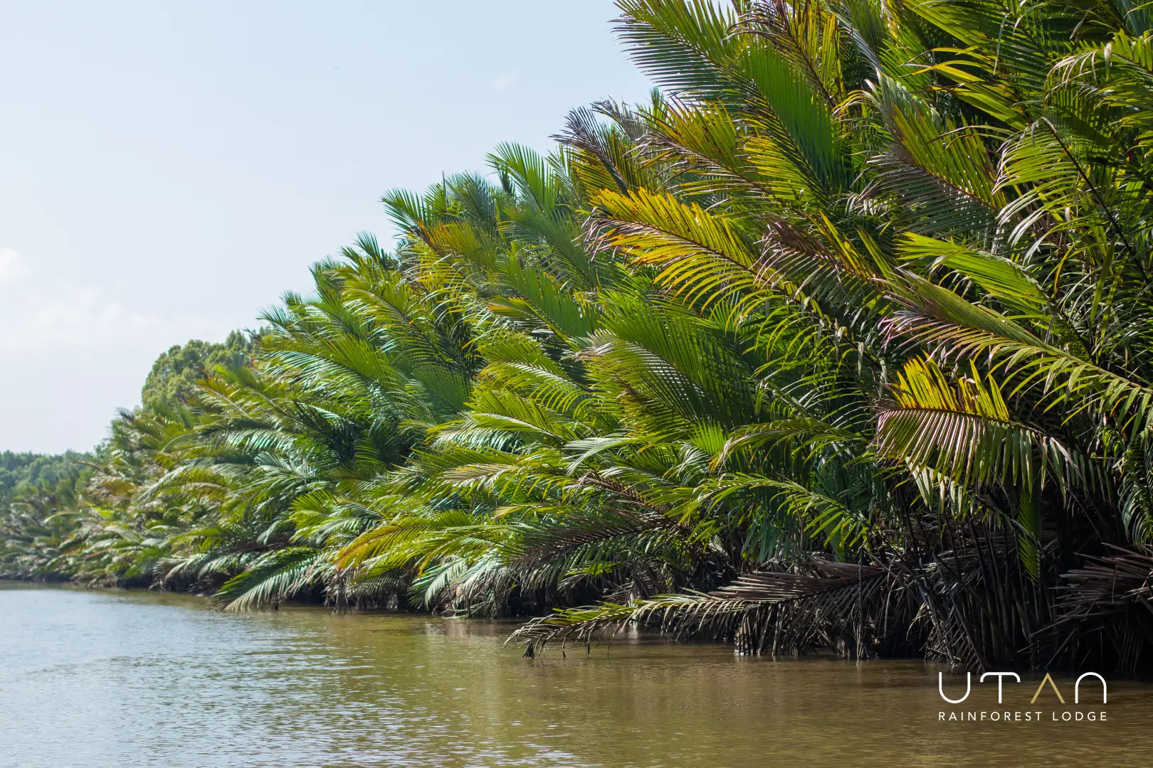 Mangrove-1323
