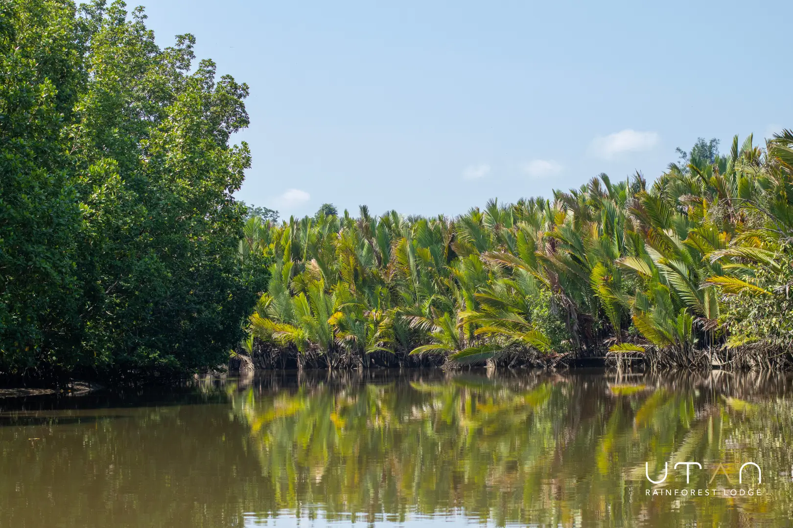 Mangrove-1265