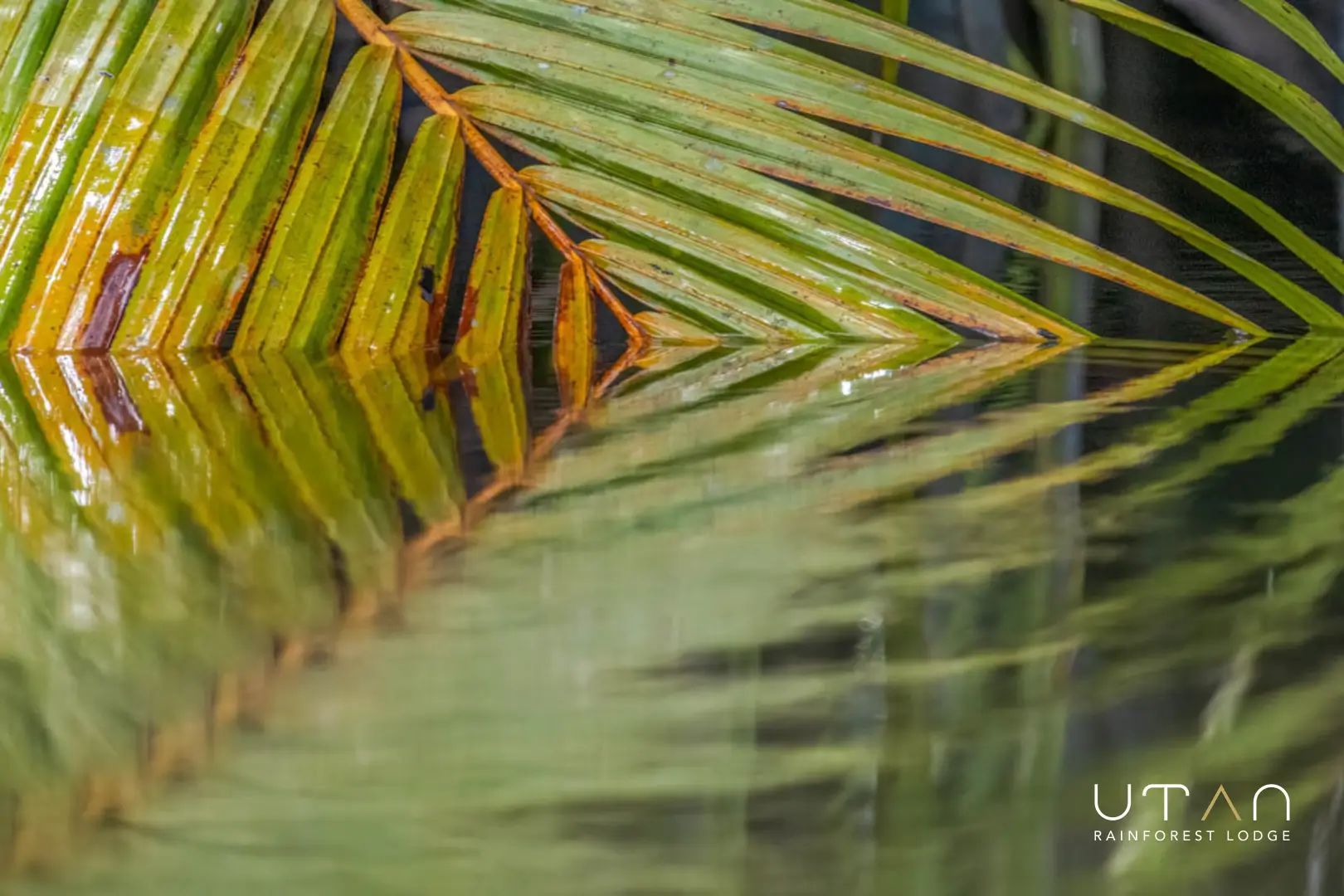Nipa palm-1266