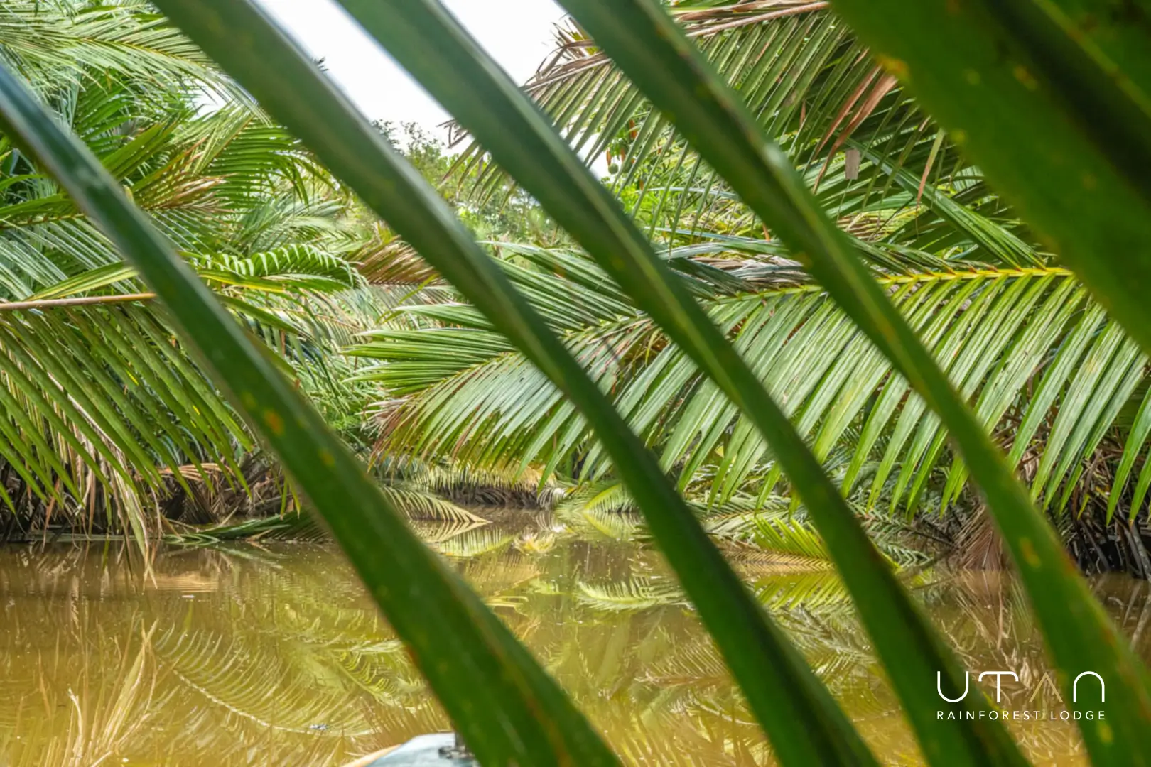 Nipa palm forest-1267