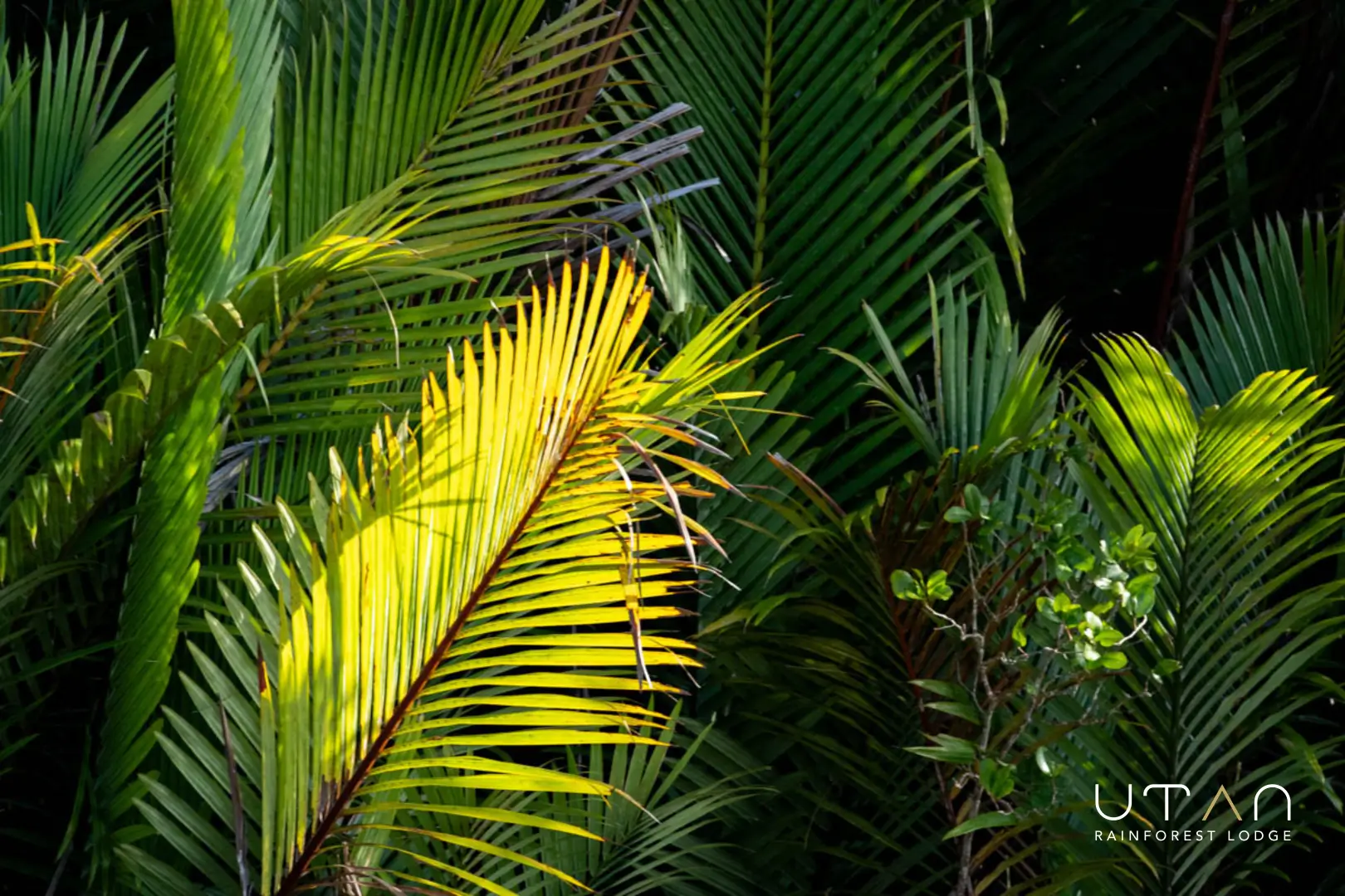 Nipa palm-1268