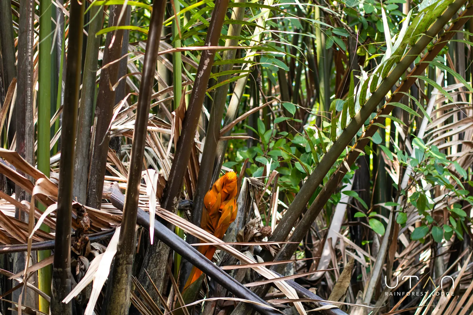 Mangrove-1269