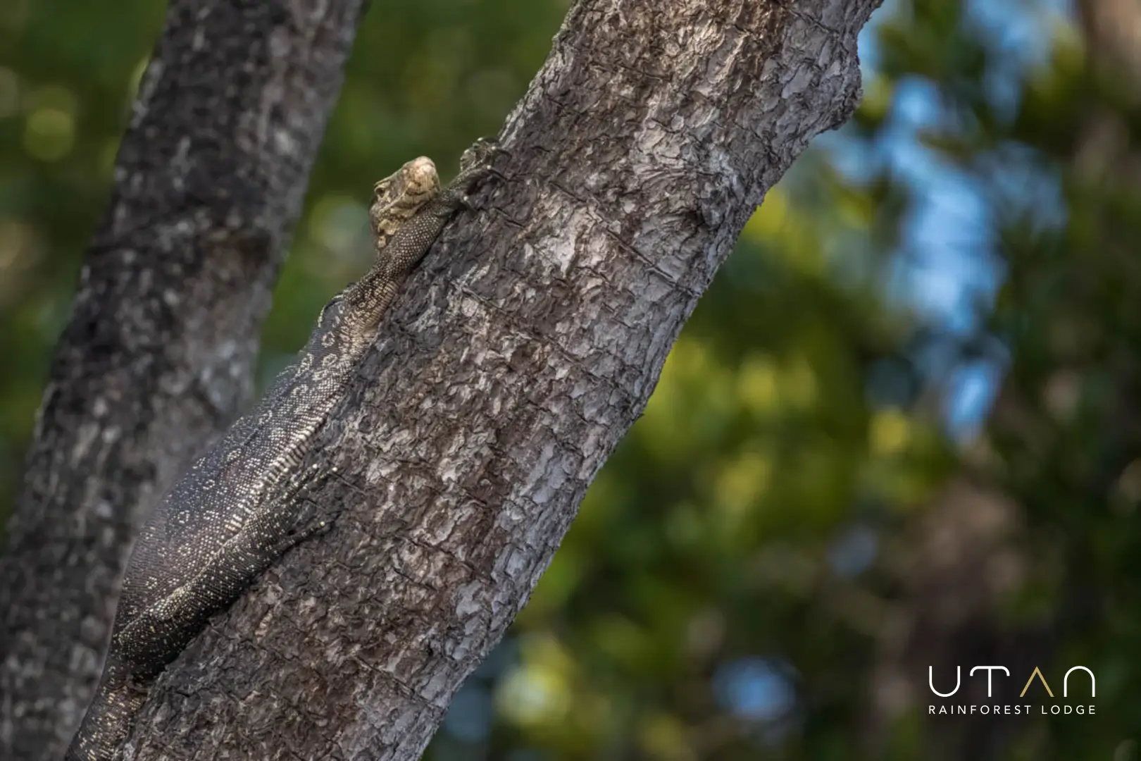 Monitor lizard-1270