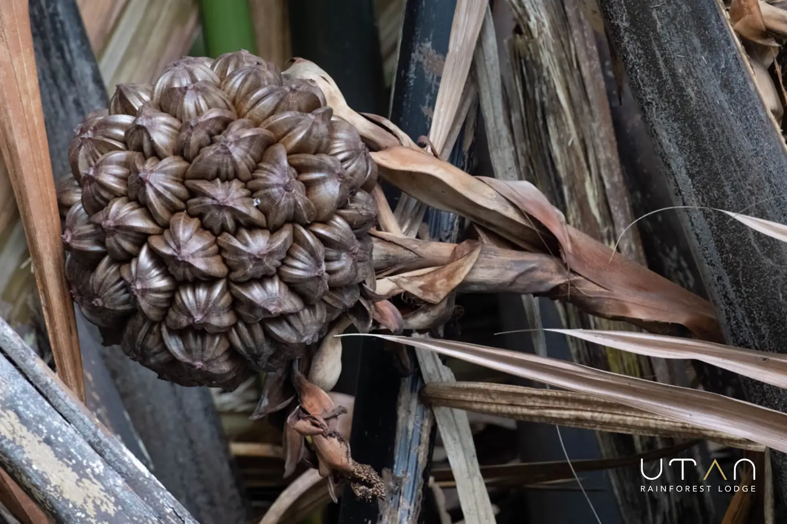 Nipa fruit-1272