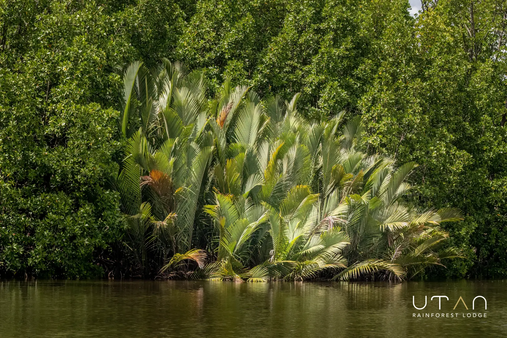 Nipa palms-1273