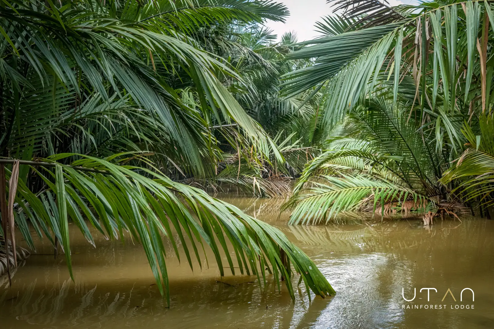 Nipa palm forest-1274