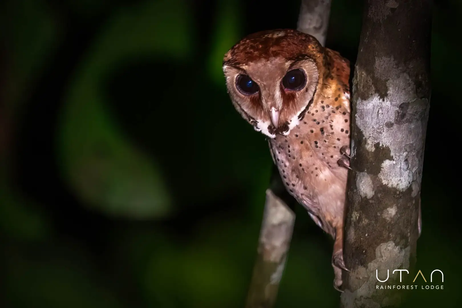 Oriental Bay Owl-1275