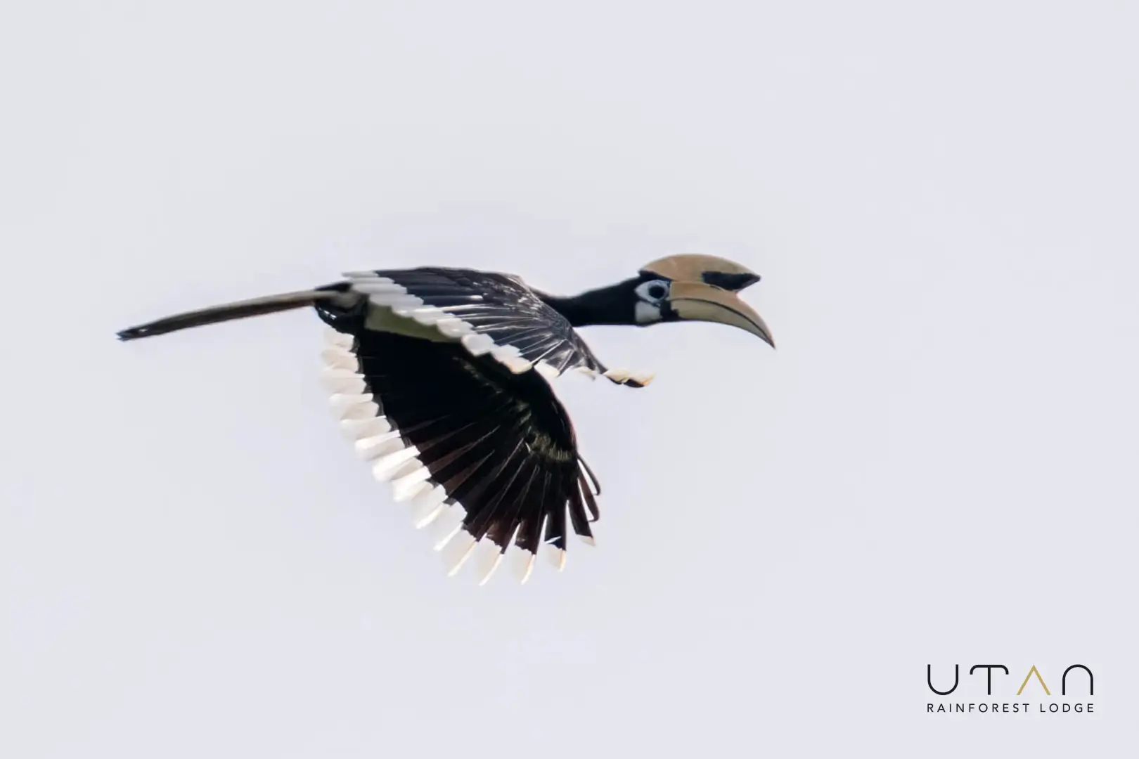 Oriental pied hornbill-1276