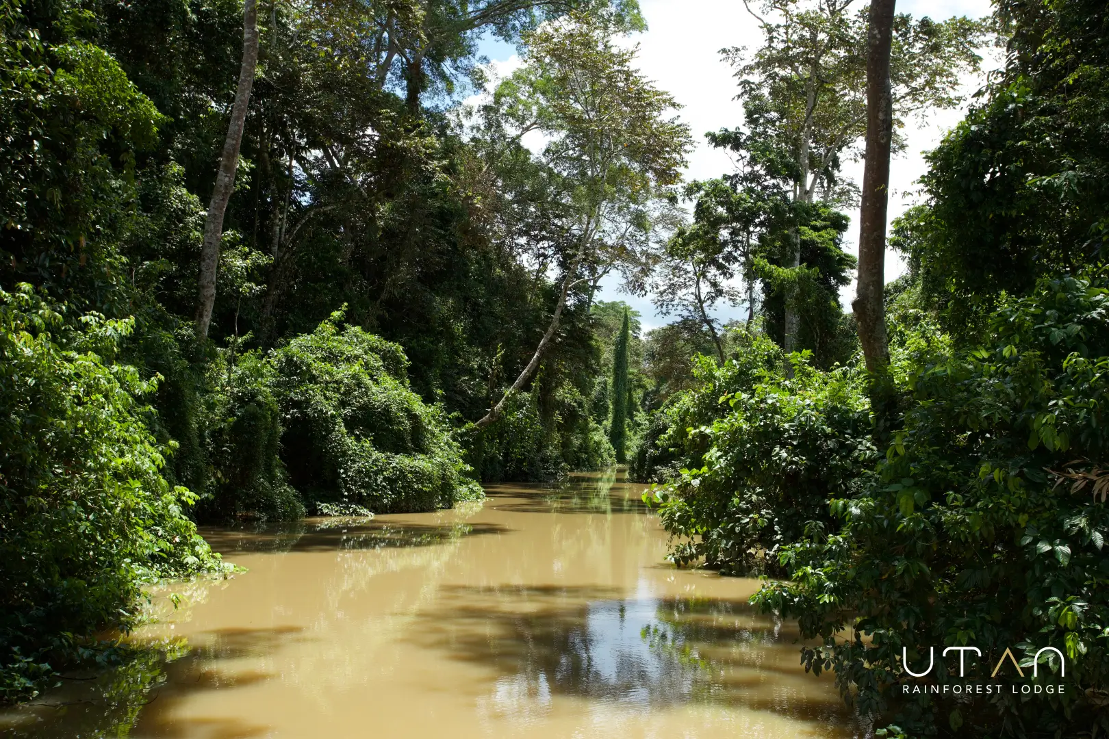 Rainforest-1277