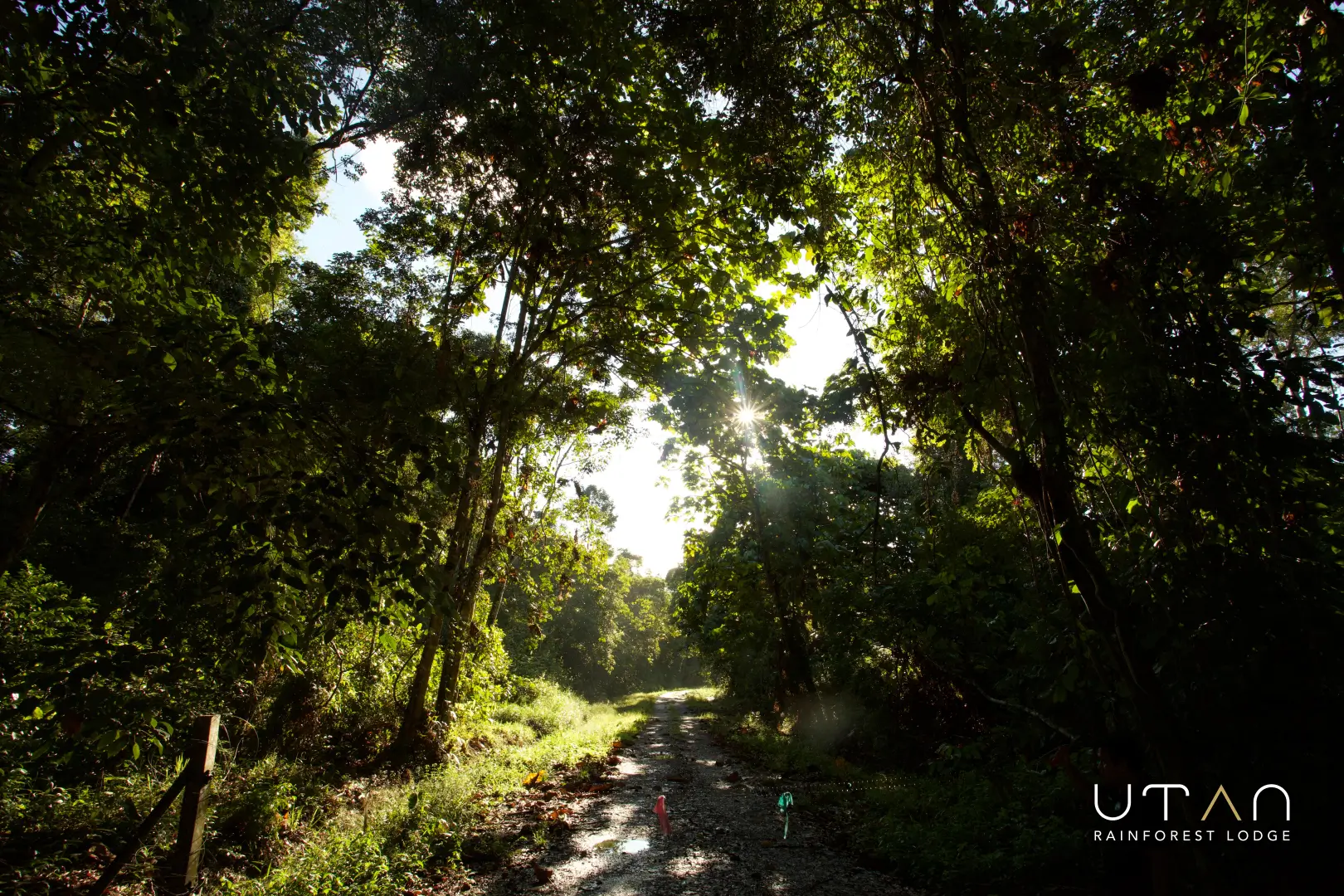 Rainforest-1278