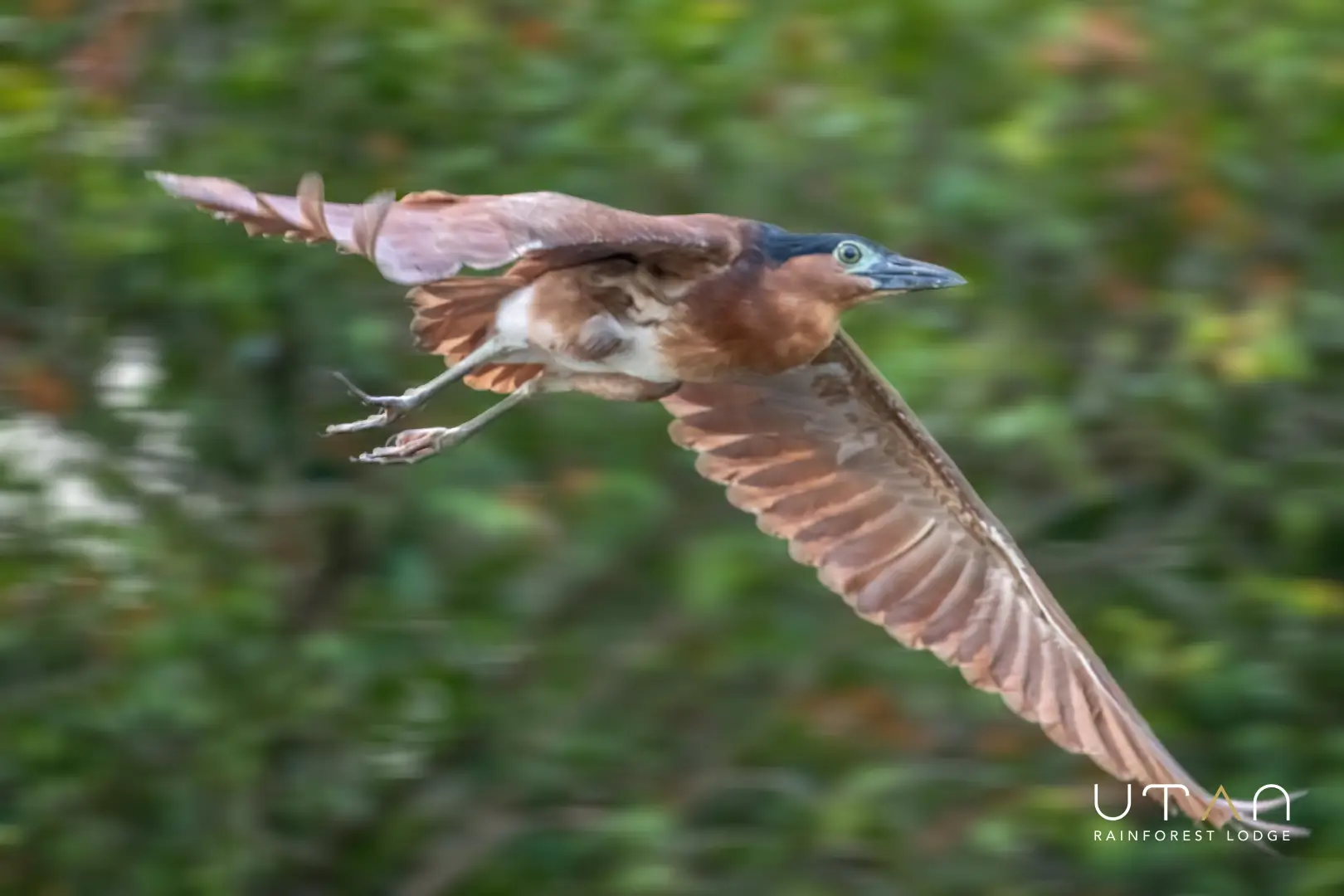 Rufous nankeen night heron-1285
