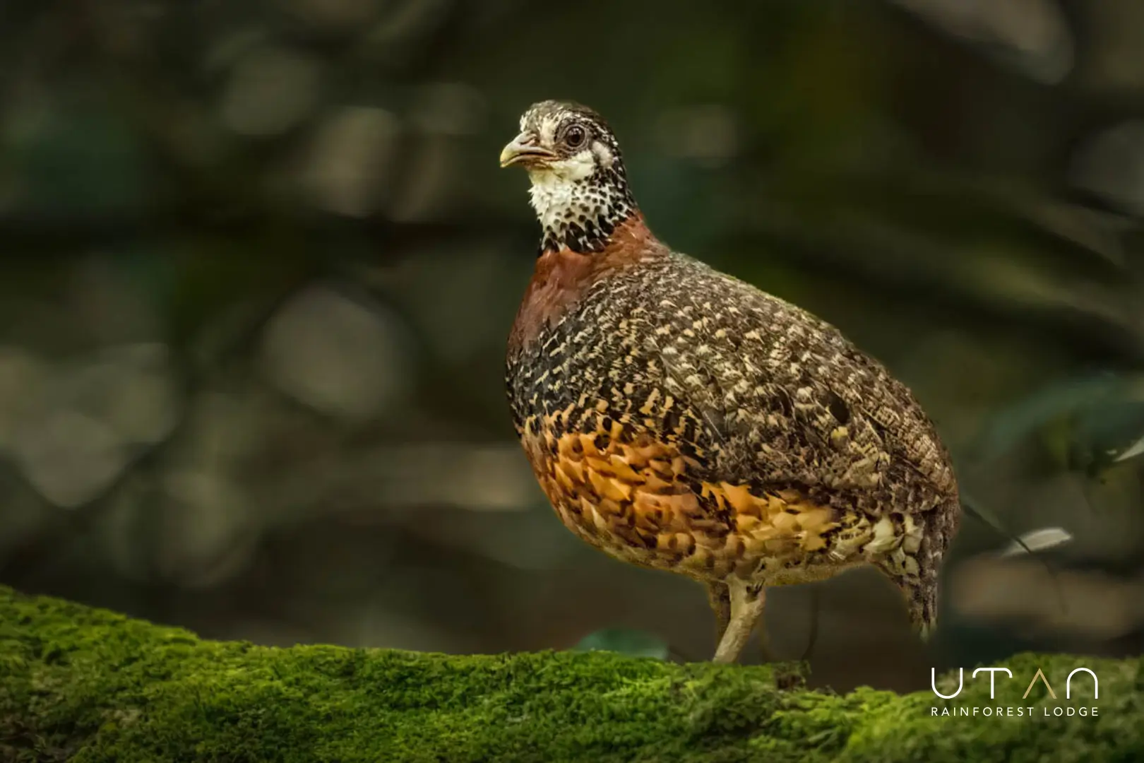 Sabah Partridge-1286