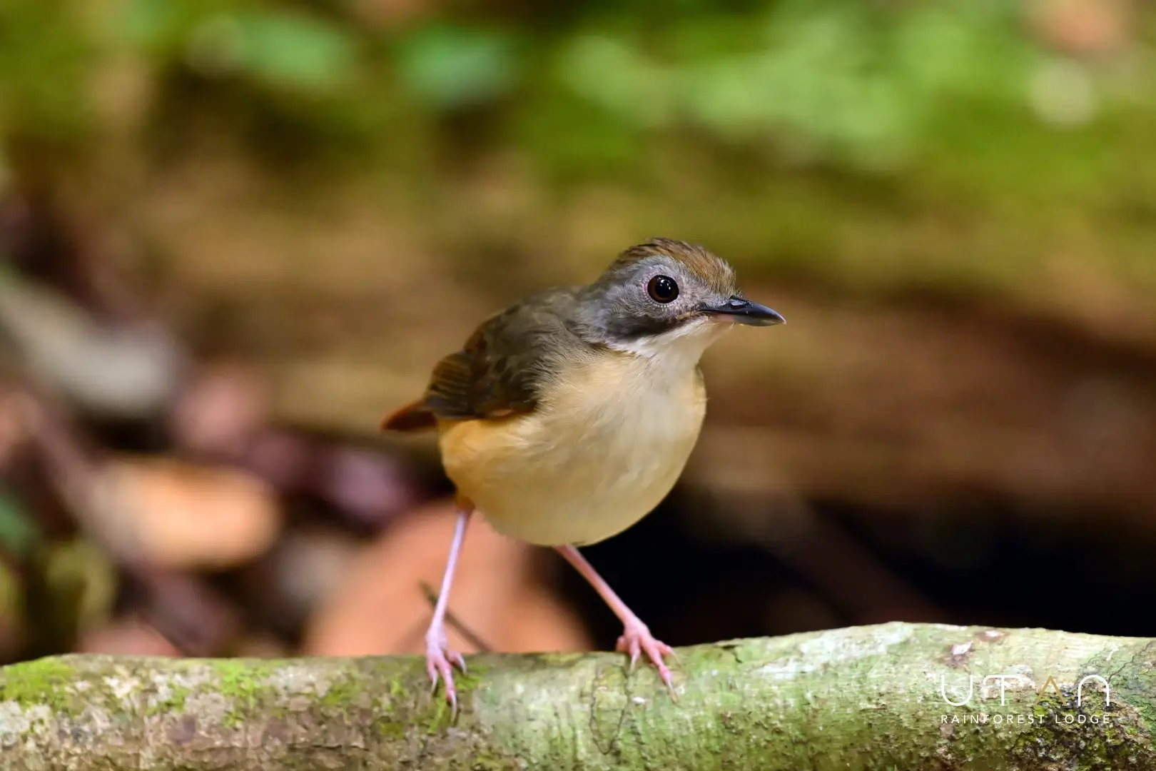 Short tailed babbler-1287