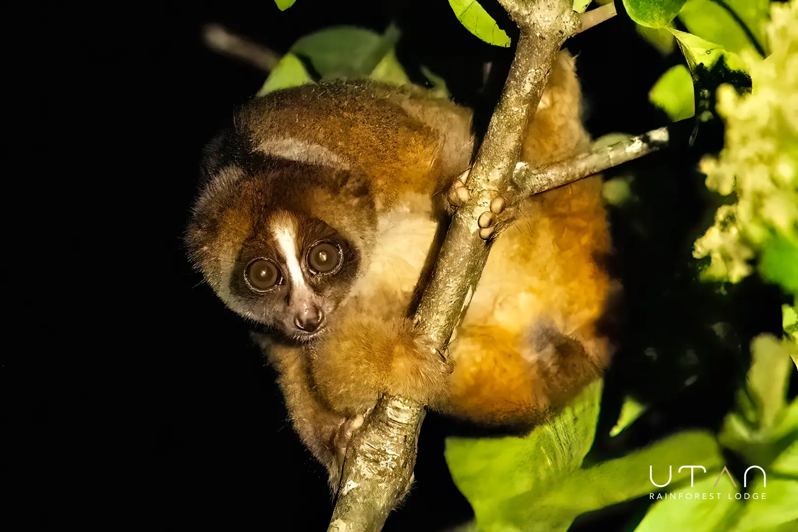 Slow loris-1289
