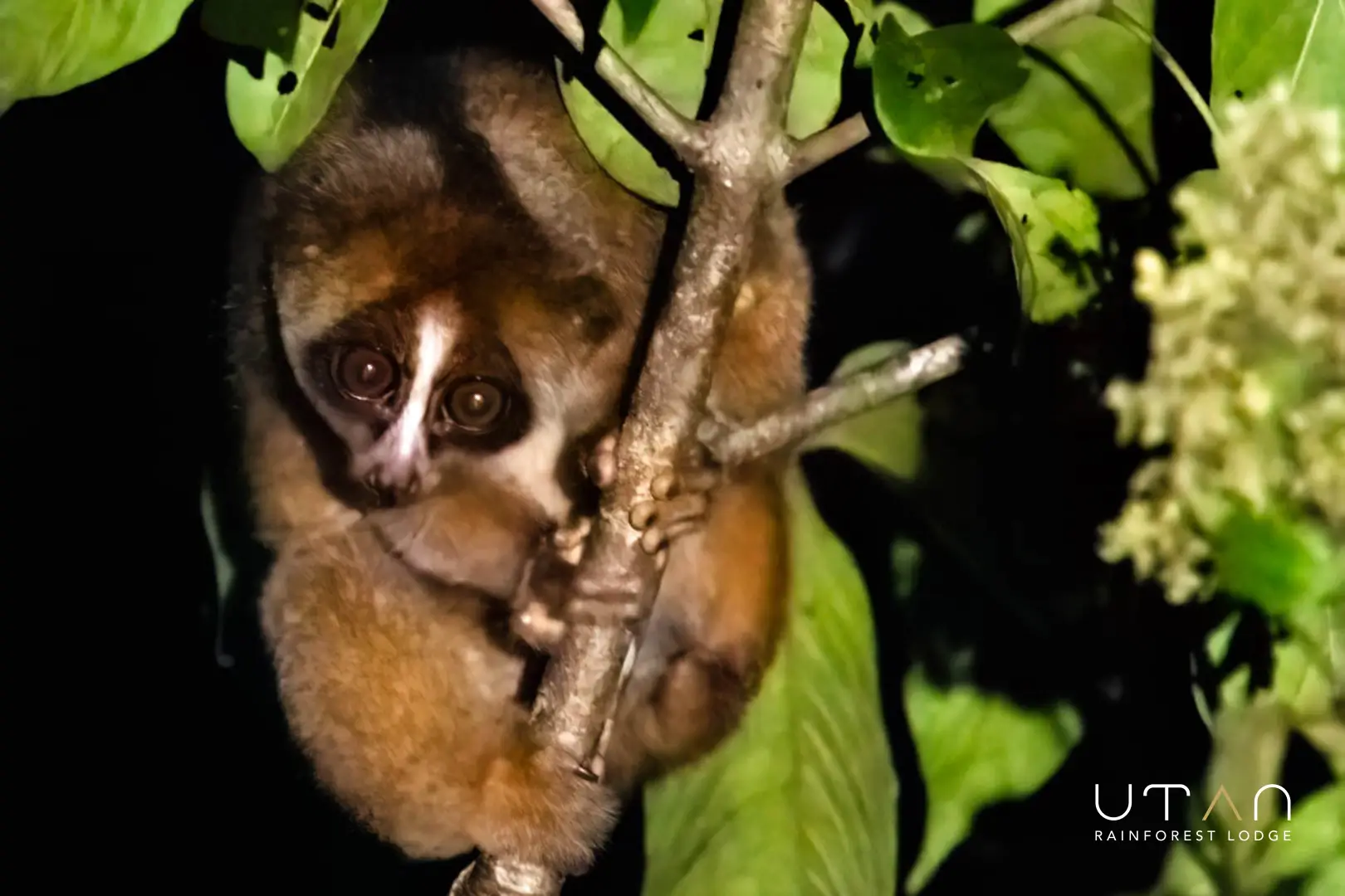 Slow loris-1290