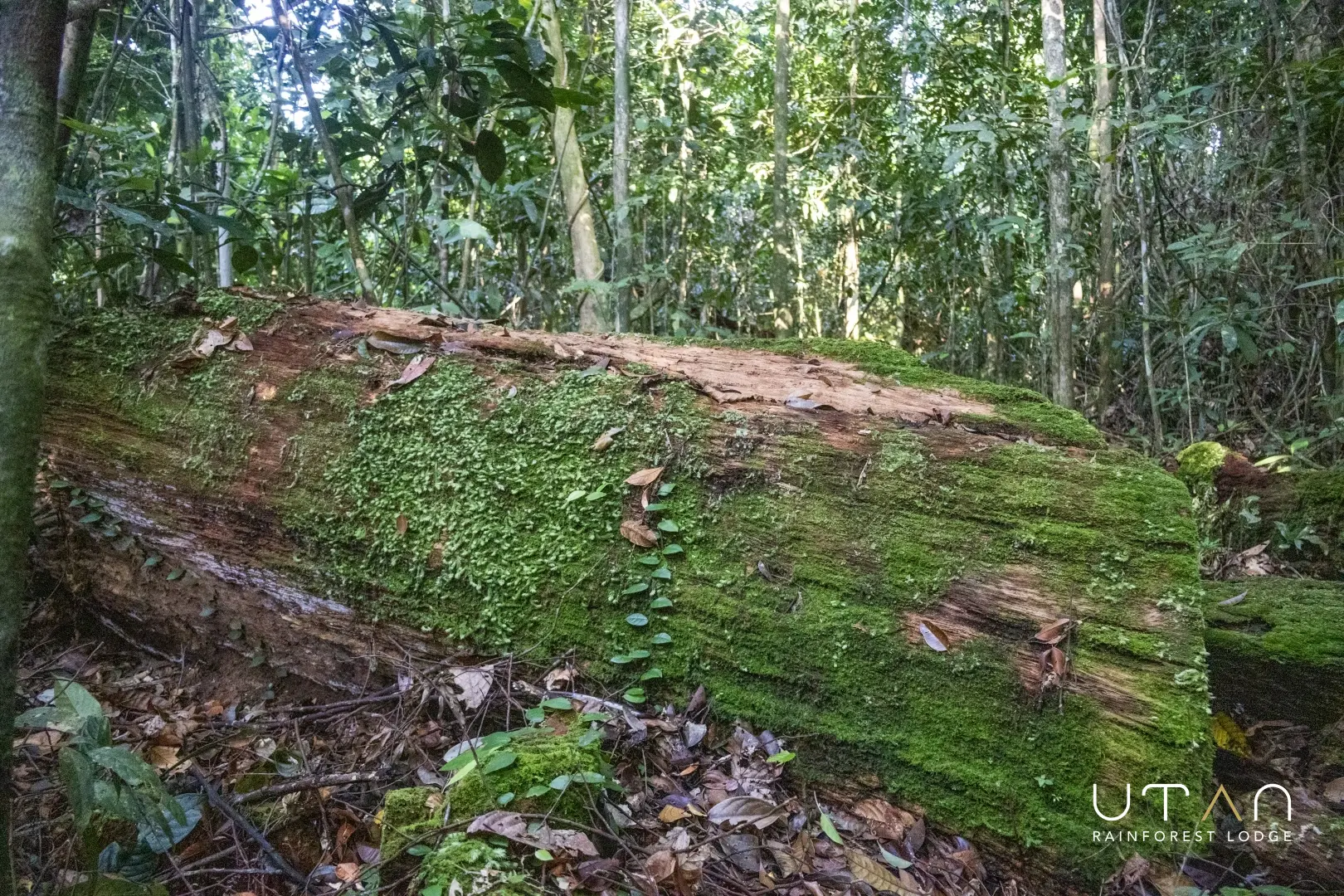 Log-1449