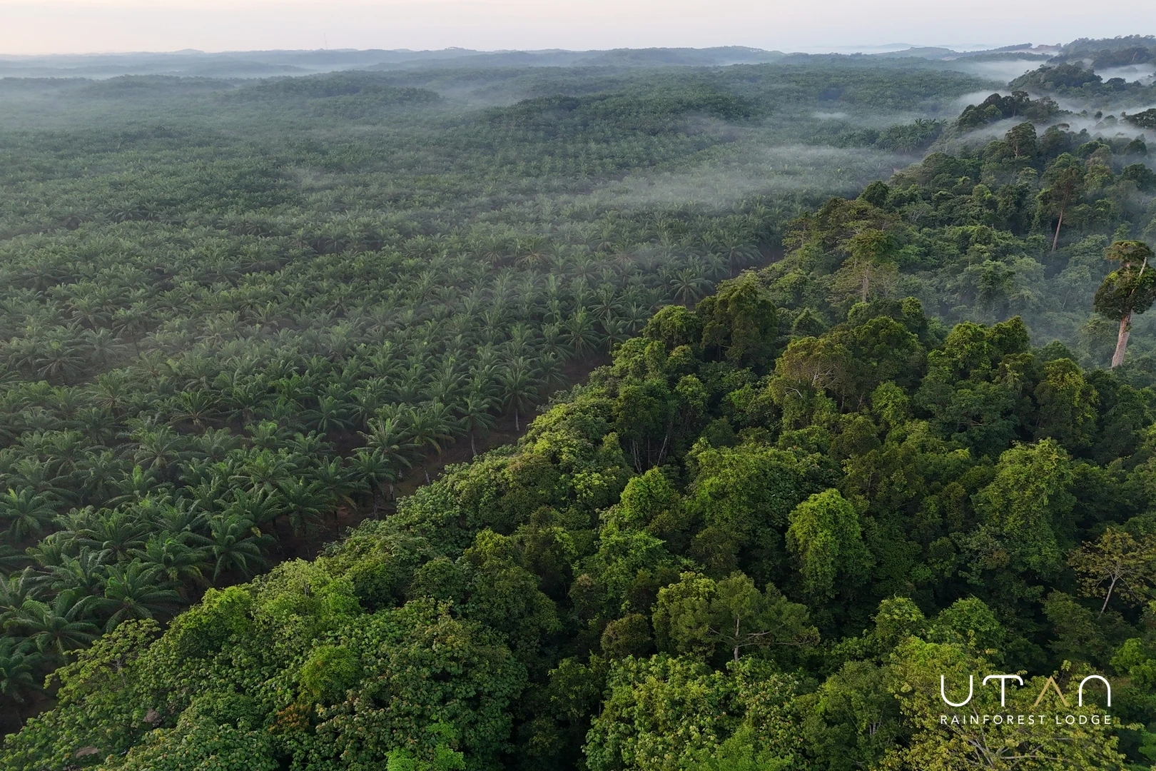 Rainforest-1450